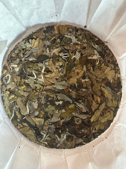 #47 FengLin DaXueShan BaiCha gushu 2022 (凤麟大雪山白茶古树）